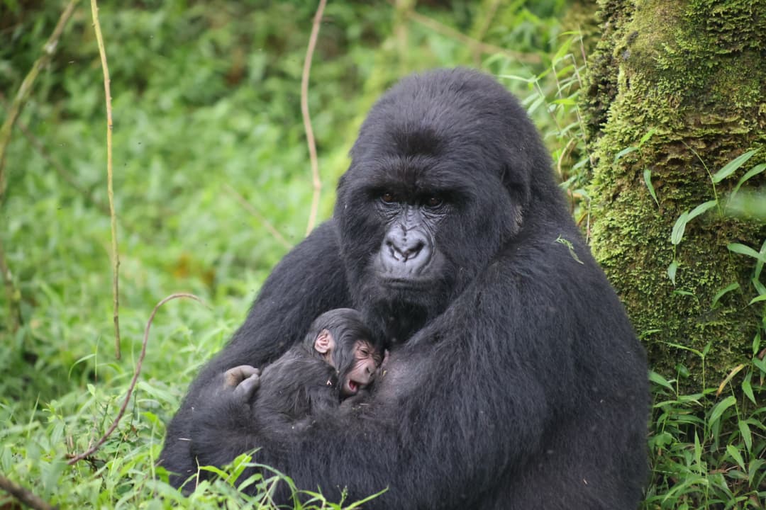Nyakagezi Gorilla
